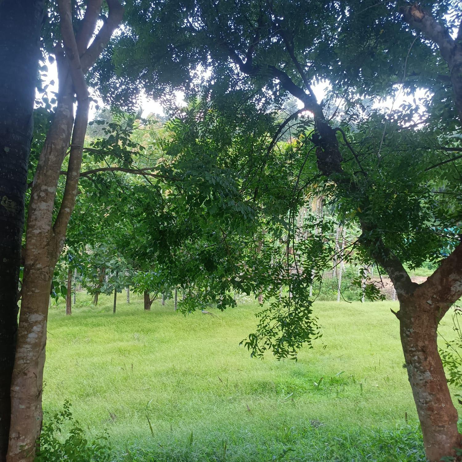 Padavayal Greens Attappadi Ngoại thất bức ảnh
